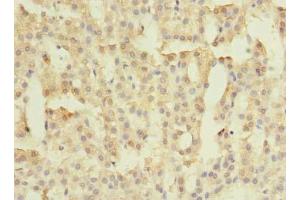 Immunohistochemistry of paraffin-embedded human adrenal gland tissue using ABIN7165410 at dilution of 1:100 (FAM149B1 anticorps  (AA 107-528))