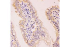 Anti-MCL1 Picoband antibody,  IHC(P): Rat Intestine Tissue (MCL-1 anticorps  (AA 1-350))