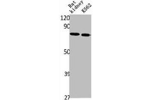 Western Blot analysis of rat kidney K562 cells using NPT2b Polyclonal Antibody