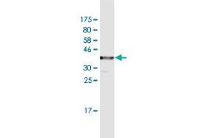 Western Blot detection against Immunogen (36.