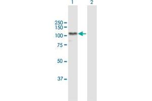 Western Blot analysis of AARS expression in transfected 293T cell line by AARS MaxPab polyclonal antibody.