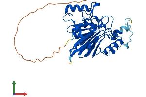 AlphaFold protein structure predicition of Human Recombinant MPPED1 Protein, UniprotID O15442