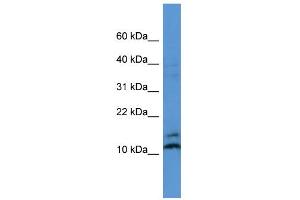 WB Suggested Anti-MAGOH Antibody Titration: 0. (MAGOH anticorps  (N-Term))