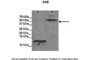 Lanes:   Lane1: E. (EXD (C-Term) anticorps)