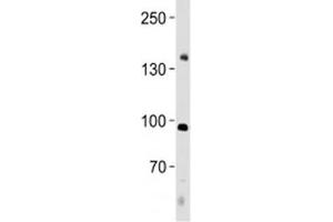 NFATC4 antibody western blot analysis in human placenta tissue lysate.