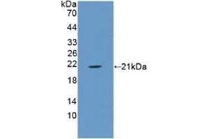 Detection of Recombinant ANXA1, Porcine using Polyclonal Antibody to Annexin A1 (ANXA1)