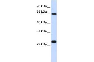 WB Suggested Anti-KPNA1 Antibody Titration: 0. (KPNA1 anticorps  (N-Term))