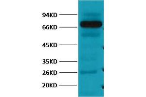 Western Blot (WB) analysis of Pig Skeletal Muscle with HSP70 Monoclonal Antibody diluted at 1:2000.