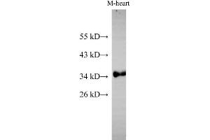 Western Blot analysis of Mouse heart using Cytochrome c1 Polyclonal Antibody at dilution of 1:500 (Cytochrome C1 anticorps)