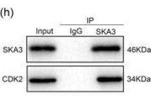 SKA3 inhibited the interaction between CDK2 and p53.