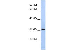 Western Blotting (WB) image for anti-Synaptogyrin 4 (SYNGR4) antibody (ABIN2459060) (SYNGR4 anticorps)
