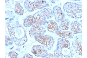 Formalin-fixed, paraffin-embedded human placenta stained with Periostin (POSTN) Mouse Monoclonal Antibody (POSTN/3501).