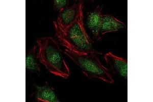 Immunofluorescence analysis of Hela cells using NEDD8 mouse mAb (green).