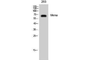 Western Blotting (WB) image for anti-Enabled Homolog (ENAH) (C-Term) antibody (ABIN3185540) (ENAH anticorps  (C-Term))