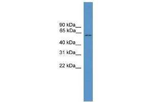 WB Suggested Anti-MLPH Antibody Titration: 0. (Melanophilin anticorps  (C-Term))