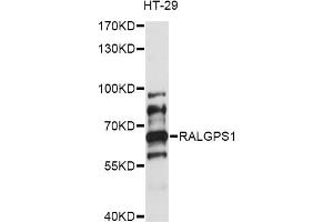 Western blot analysis of extracts of HT-29 cells, using RALGPS1 antibody (ABIN6293516) at 1:1000 dilution.