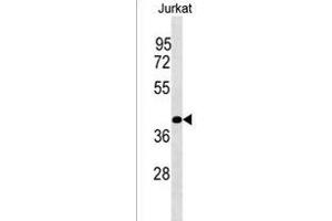 PLCXD1 Antibody (Center) (ABIN1538027 and ABIN2849872) western blot analysis in Jurkat cell line lysates (35 μg/lane). (PLCXD1 anticorps  (AA 194-220))