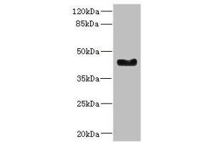 Western blot All lanes: WNT7B antibody at 2. (WNT7B anticorps  (AA 120-349))