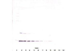 Image no. 2 for anti-Leptin (LEP) antibody (ABIN465530) (Leptin anticorps)