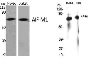 Western Blot analysis of various cells using AIF-M1 Polyclonal Antibody diluted at 1:1000.