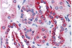 anti-BAI1-Associated Protein 2-Like-1 (BAIAP2L1) (AA 398-512) antibody