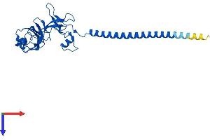 AlphaFold protein structure predicition of Mouse Recombinant Rps6 Protein, UniprotID P62754