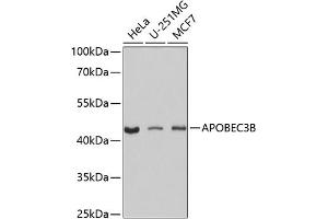 Western blot analysis of extracts of various cell lines, using B antibody (ABIN6129928, ABIN6137004, ABIN6137005 and ABIN6224859) at 1:1000 dilution. (APOBEC3B anticorps  (AA 1-180))