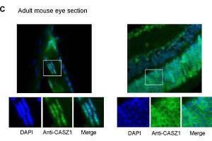 Immunofluorescence of Rabbit anti-CASZ1 Antibody. (CASZ1 anticorps  (Internal Region))