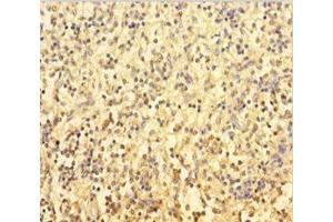 Immunohistochemistry of paraffin-embedded human spleen tissue using ABIN7174116 at dilution of 1:100 (SHP1 anticorps  (Isoform 2))