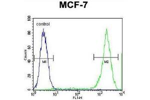 PCDH20 Antibody (Center) flow cytometric analysis of MCF-7 cells (right histogram) compared to a negative control cell (left histogram). (PCDH20 anticorps  (Middle Region))