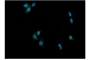 IF analysis of DRP1/DNM1L using anti-DRP1/DNM1L antibody (ABIN7602180). (Dynamin 1-Like anticorps  (AA 618-736))