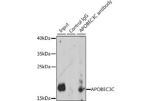 Immunoprecipitation analysis of 200 μg extracts of K-562 cells, using 3 μg C antibody (ABIN7265638).