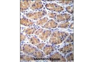 anti-Torsin Family 2, Member A (TOR2A) (AA 194-221) antibody