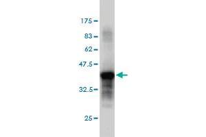 Western Blot detection against Immunogen (36.