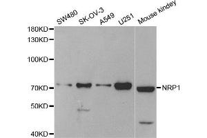 Western Blotting (WB) image for anti-Neuropilin 1 (NRP1) antibody (ABIN1882337) (Neuropilin 1 anticorps)