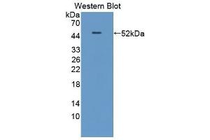 Western Blotting (WB) image for anti-CD40 Ligand (CD40LG) (AA 50-243) antibody (ABIN1862301) (CD40 Ligand anticorps  (AA 50-243))