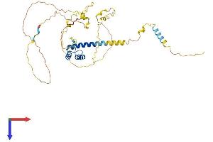 AlphaFold protein structure predicition of Mouse Recombinant Nkx6-1 Protein, UniprotID Q99MA9