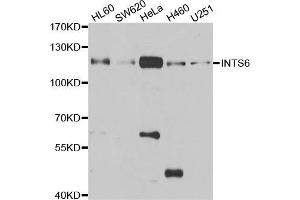 Western blot analysis of extracts of various cell lines, using INTS6 antibody. (INTS6 anticorps)