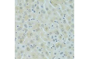 Immunohistochemistry of paraffin-embedded mouse liver using RSRC1 antibody (ABIN5974341) at dilution of 1/100 (40x lens). (RSRC1 anticorps)