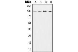 Western blot analysis of CD131 expression in HL60 (A), TF1 (B), SP2/0 (C), H9C2 (D) whole cell lysates.