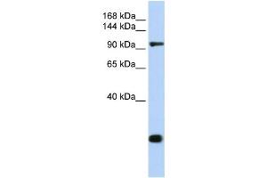 Western Blotting (WB) image for anti-Tight Junction Protein 2 (Zona Occludens 2) (TJP2) antibody (ABIN2458693) (TJP2 anticorps)
