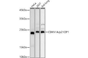 Western blot analysis of extracts of various cell lines, using CDKN1A/p21CIP1 antibody (ABIN3022005, ABIN3022006, ABIN3022007 and ABIN6218565) at 1:1000 dilution.
