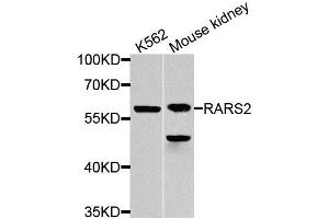 Western blot analysis of extracts of various cell lines, using RARS2 antibody (ABIN5974692) at 1/1000 dilution. (RARS2 anticorps)