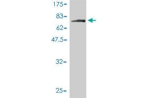 Western Blot detection against Immunogen (83.