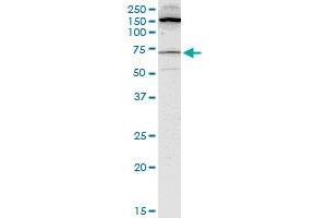 BLK monoclonal antibody (M01), clone 3E5-3A8.