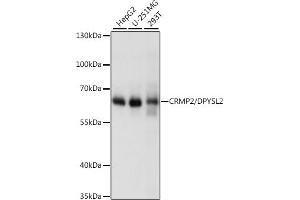 Western blot analysis of extracts of various cell lines, using CRMP2/CRMP2/DPYSL2 antibody (ABIN7266769) at 1:1000 dilution.