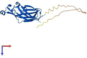 AlphaFold protein structure predicition of Human Recombinant ASF1B Protein, UniprotID Q9NVP2