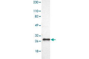 Western blot analysis of Human cell line RT-4 with FADD polyclonal antibody  at 1:100-1:250 dilution. (FADD anticorps)