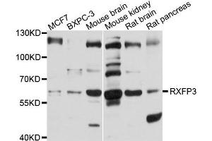 Western blot analysis of extract of various cells, using RXFP3 antibody. (Relaxin 3 Receptor 1 anticorps)