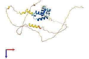 AlphaFold protein structure predicition of Human Recombinant FOXI2 Protein, UniprotID Q6ZQN5